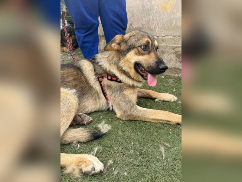 Mix-Rüde ♥Marco♥ ein Familienhund; ein Herz von Hund