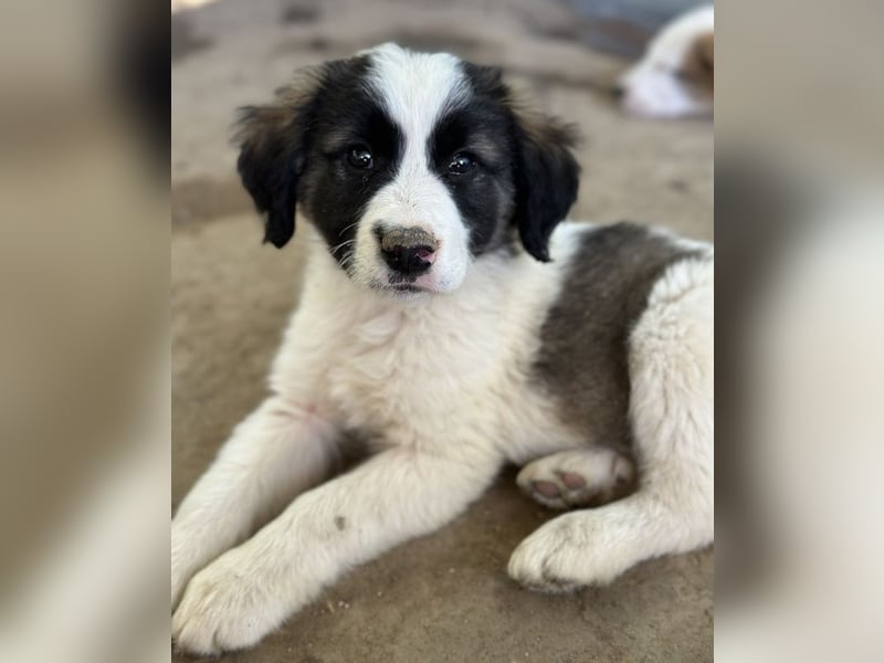 Lando, geb. ca. 02/2025, lebt in GRIECHENLAND, auf einer privaten Pflegestelle