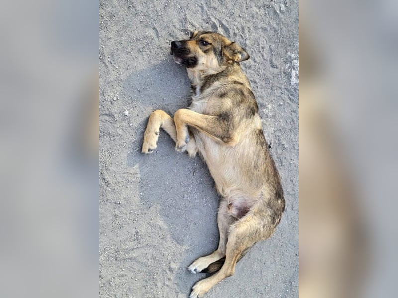 Mix-Rüde ♥Marco♥ ein Familienhund; ein Herz von Hund
