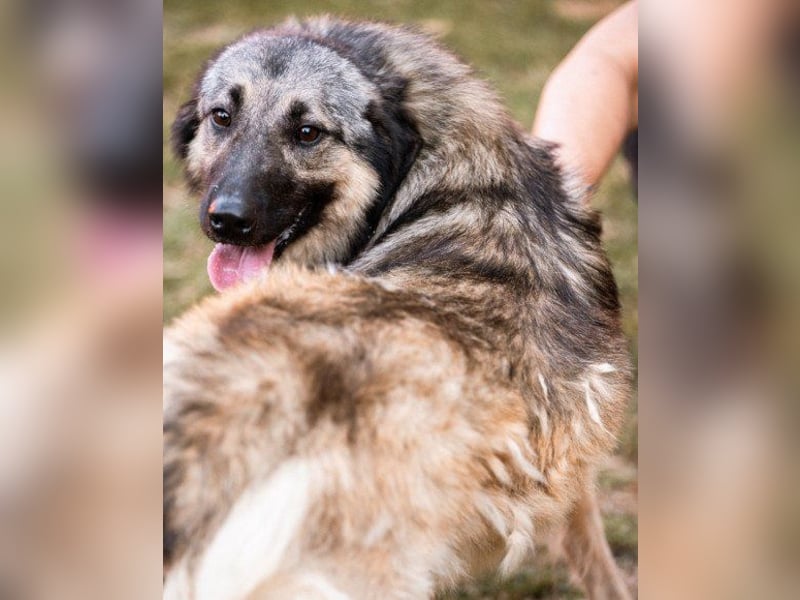 Schenkst du Buster ein tolles Zuhause?