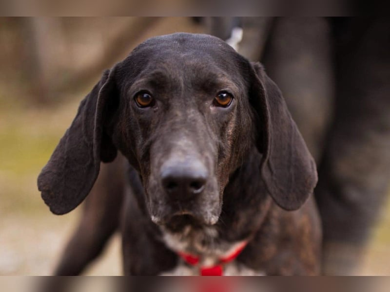 Pointer-Mix-Lady Daria: ein Herz aus Fell