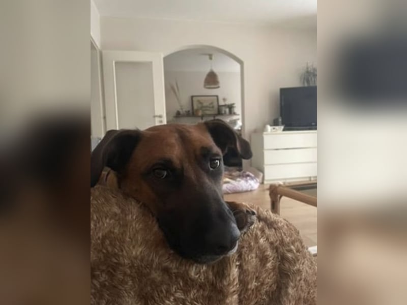 Moritz sucht aktives Zuhause