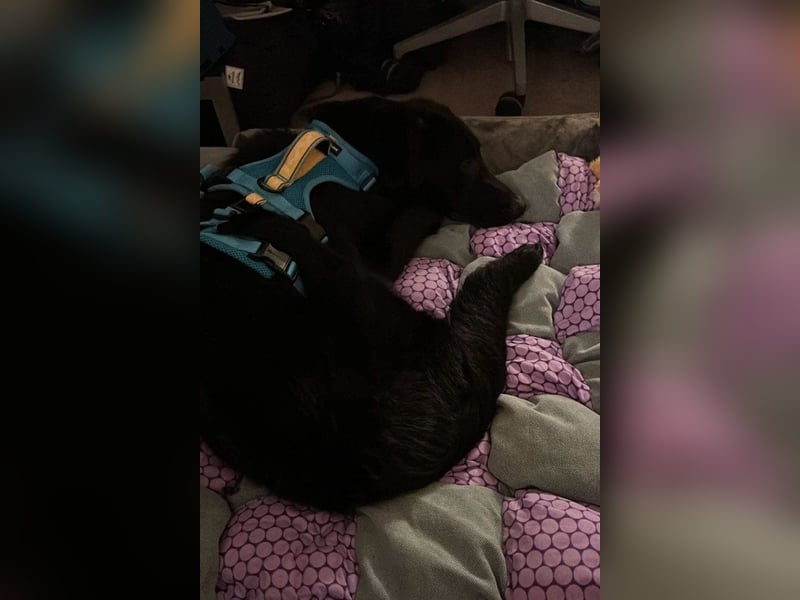 Cosmo - junger charmanter Schäfi-Mix-Bub wartet bereis in 55116 Mainz