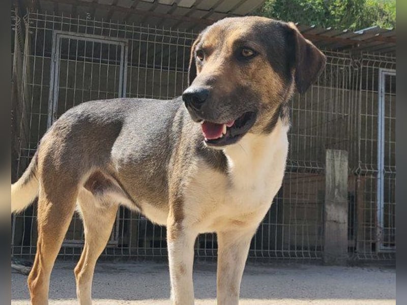 ROBI❤️zauberhafter, lieber Hundejunge, zurückhaltend und sozial