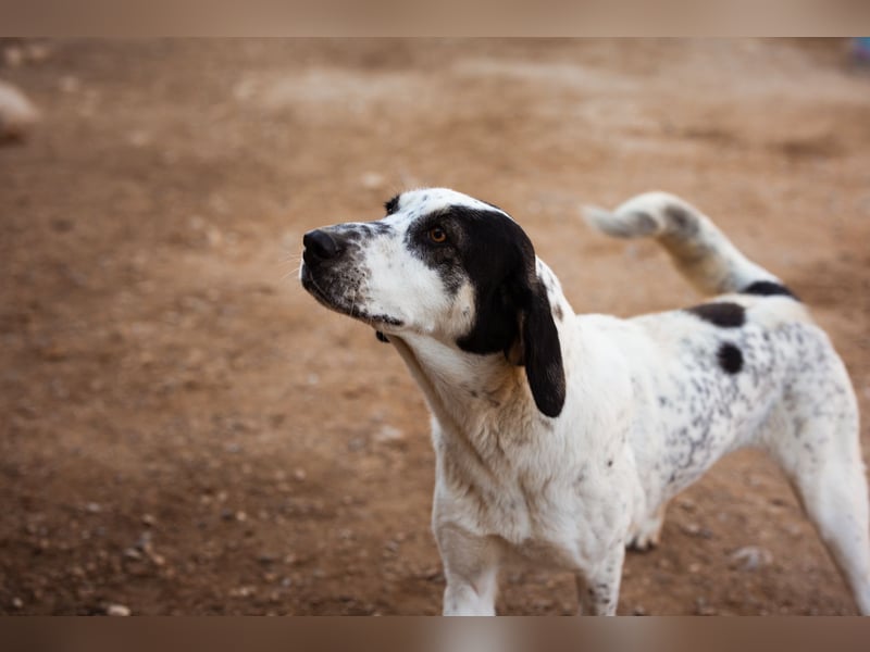 Ananda ❤️ liebe, treue Fellfreundin fürs Leben