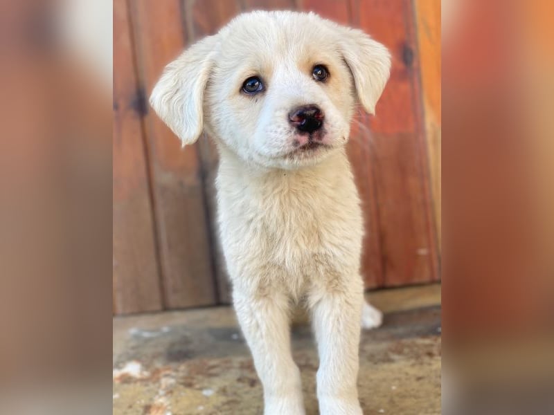 Nacho, geb. ca. 03/2026 , lebt in GRIECHENLAND, auf einer privaten Pflegestelle