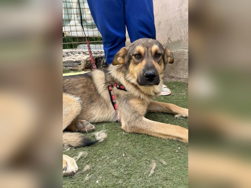 Mix-Rüde ♥Marco♥ ein Familienhund; ein Herz von Hund