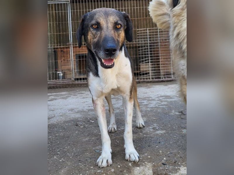 ROBI❤️zauberhafter, lieber Hundejunge, zurückhaltend und sozial
