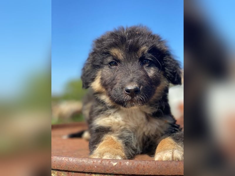 Sirius Black, geb. ca. 12/2023, lebt in GRIECHENLAND, im städt. Tierheim Serres