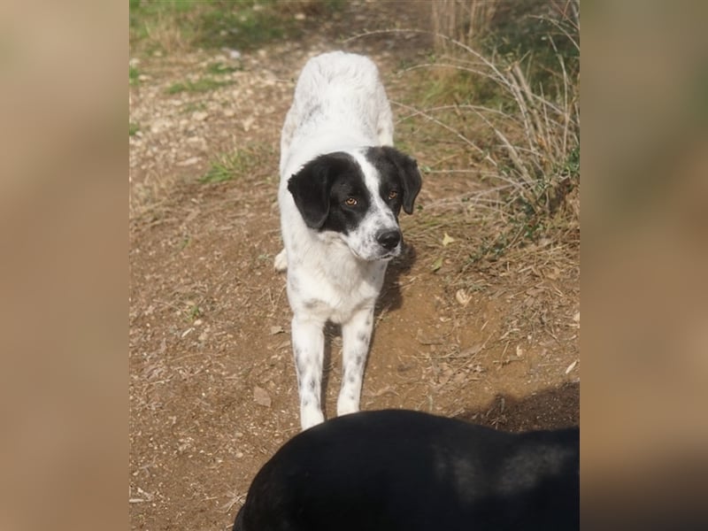 Dino, geb. ca. 01/2022, lebt in GRIECHENLAND, im städt. Tierheim Serres