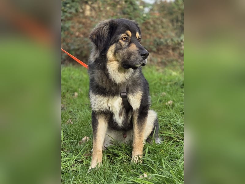 Aramis ❤️ wartet in 50169 Kerpen auf dich