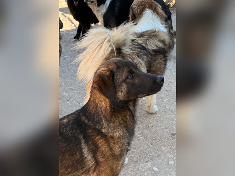 Pico ❤️ junger verschmuster, liebevoller Rüde