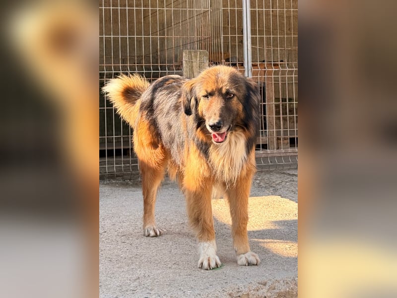 Bogo ♥️ ungeschliffener Schatz auf 4Pfoten