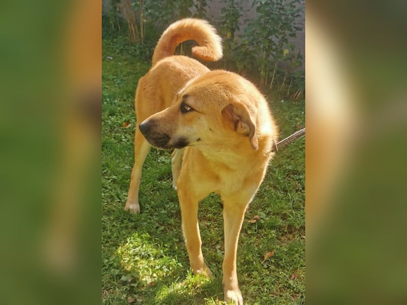 Schöne ♥ Stella ♥ aktiv und lieb, auch besonders zu Kindern