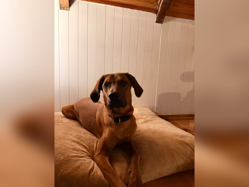 Notfell LASKO❤️in 22559 Hamburg, dringend Für-Immer-Zuhause gesucht