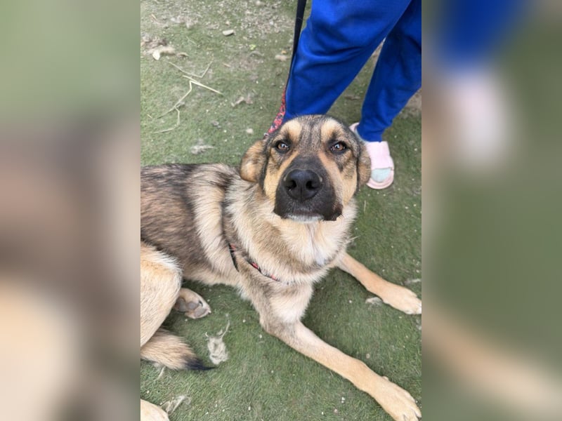 Mix-Rüde ♥Marco♥ ein Familienhund; ein Herz von Hund