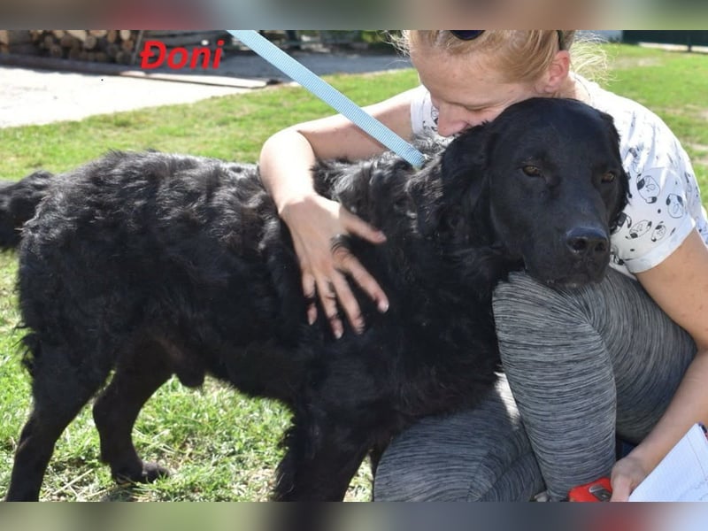 OldBoy  Đoni  sucht seine treuen Menschen