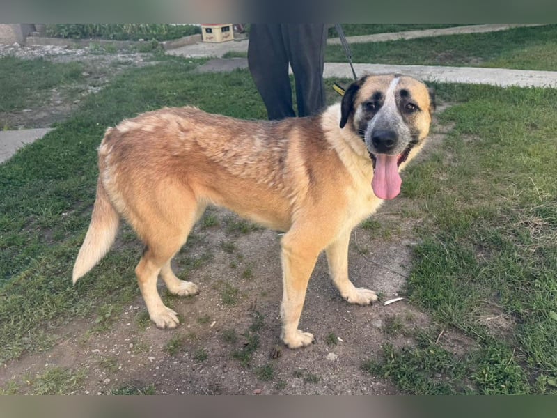 Liebste ♥ Tina ♥ aktive und kinderfreundliche Familienhündin