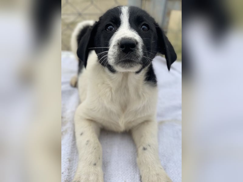 Fedra, geb. ca. 01/2024, lebt in GRIECHENLAND, im städt. Tierheim Serres