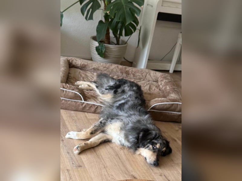 Sensibler Jungrüde ♥BALU♥ wartet schon in 59174 Kamen auf seine Für-Immer-Menschen