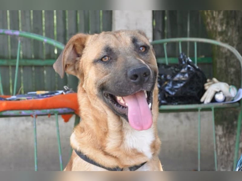 Jungrüde Mephisto - aktiv-schmusig = Familienhund