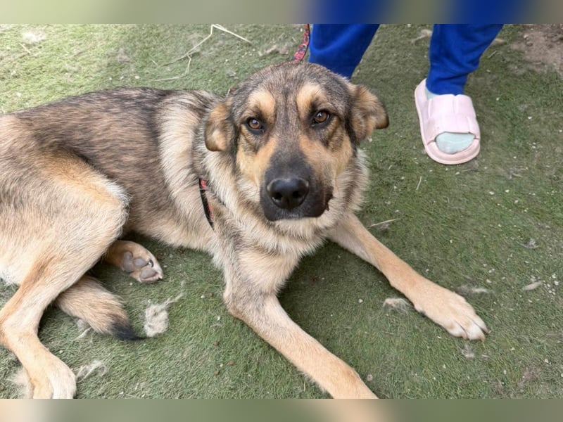 Mix-Rüde ♥Marco♥ ein Familienhund; ein Herz von Hund