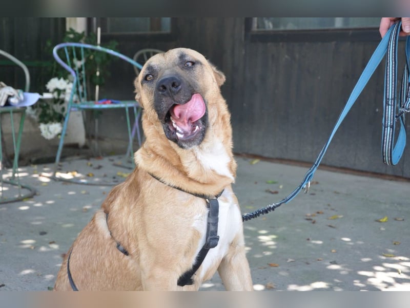 Jungrüde Mephisto - aktiv-schmusig = Familienhund