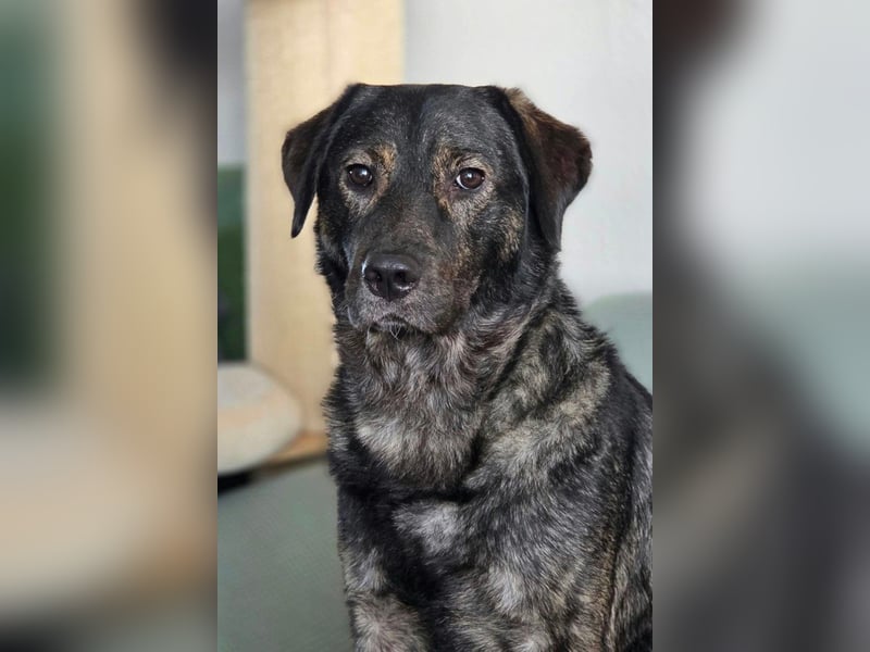 SHADOW❤️sozialer Gute-Laune-Hund wartet auf Dich in 50169 Kerpen