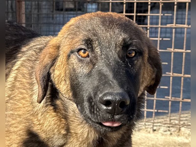 Kleiner, feiner Pico ❤️ sucht Schutz & Liebe Kleiner, feiner Pico ❤️ sucht Schutz & Liebe