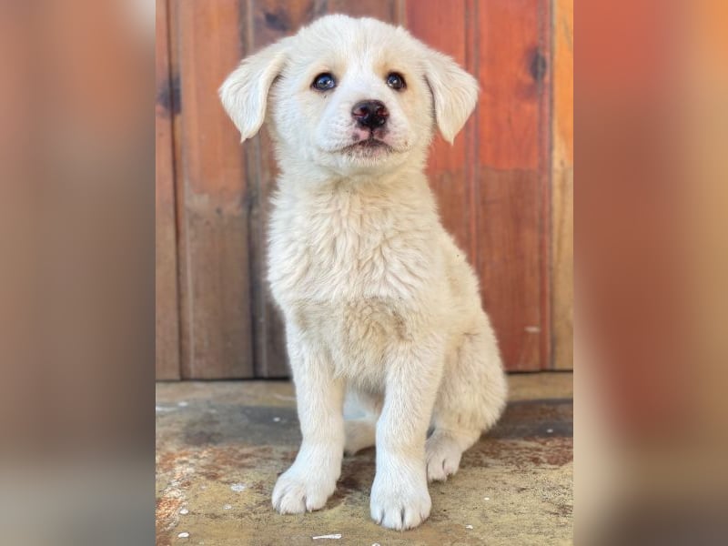 Nacho, geb. ca. 03/2026 , lebt in GRIECHENLAND, auf einer privaten Pflegestelle