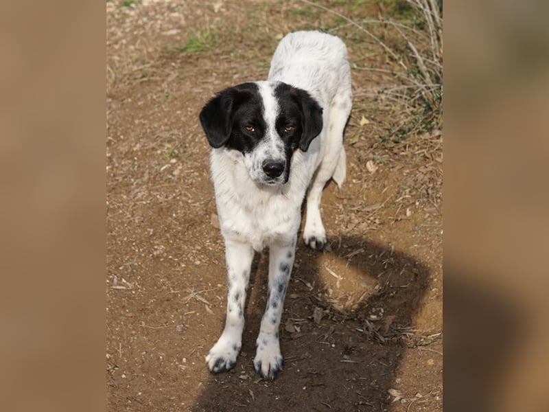 Dino, geb. ca. 01/2022, lebt in GRIECHENLAND, im städt. Tierheim Serres