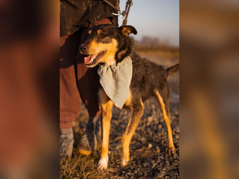 Schatz Teri: sehr freundlicher Gefährte