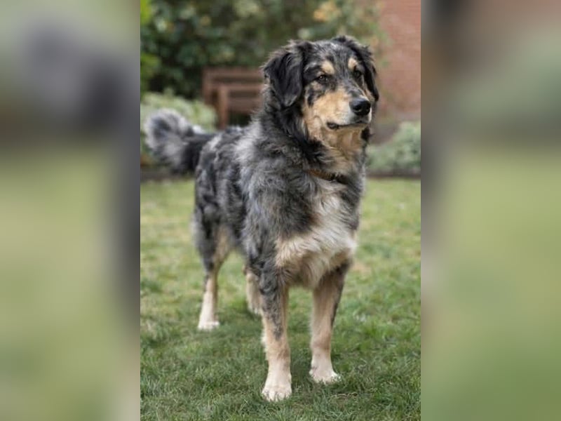 Sensibler Jungrüde ♥BALU♥ wartet schon in 59174 Kamen auf seine Für-Immer-Menschen