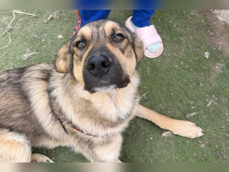 Mix-Rüde ♥Marco♥ ein Familienhund; ein Herz von Hund