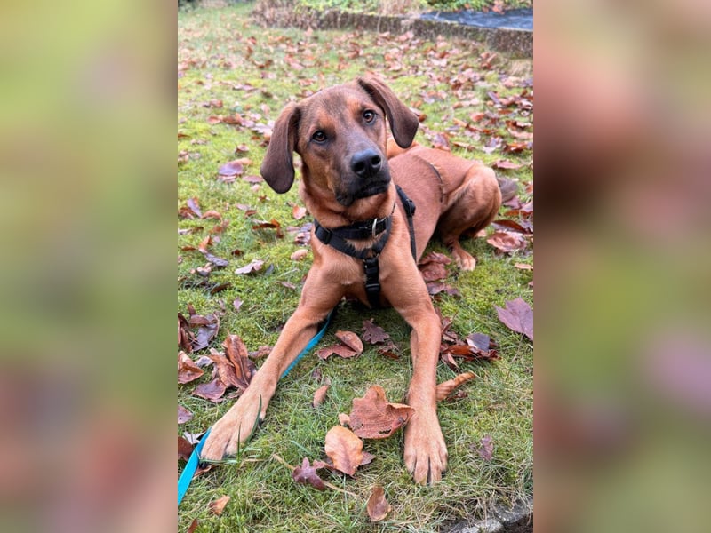 Notfell LASKO❤️in 22559 Hamburg, dringend Für-Immer-Zuhause gesucht