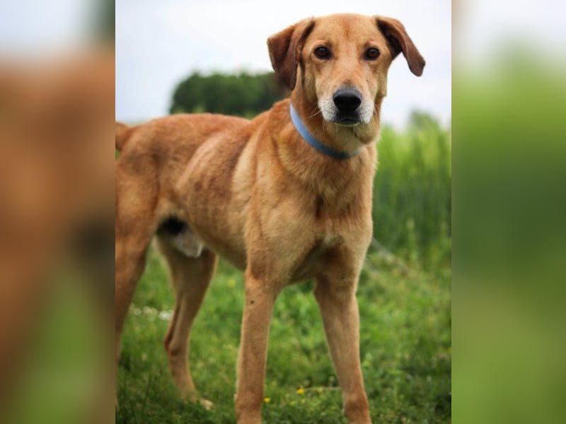 schmusiger Bongo sucht sehnsüchtig seine Für-Immer-Menschen