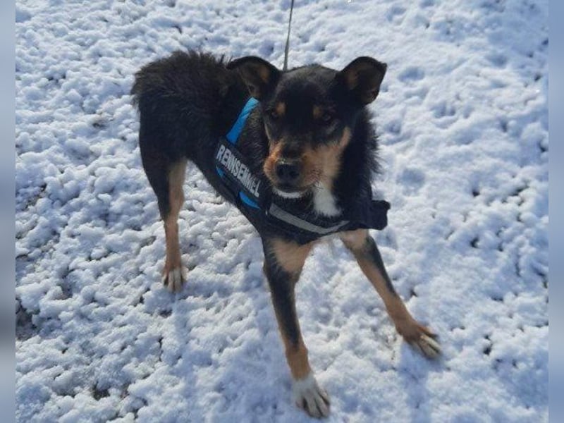 Schatz Teri: sehr freundlicher Gefährte