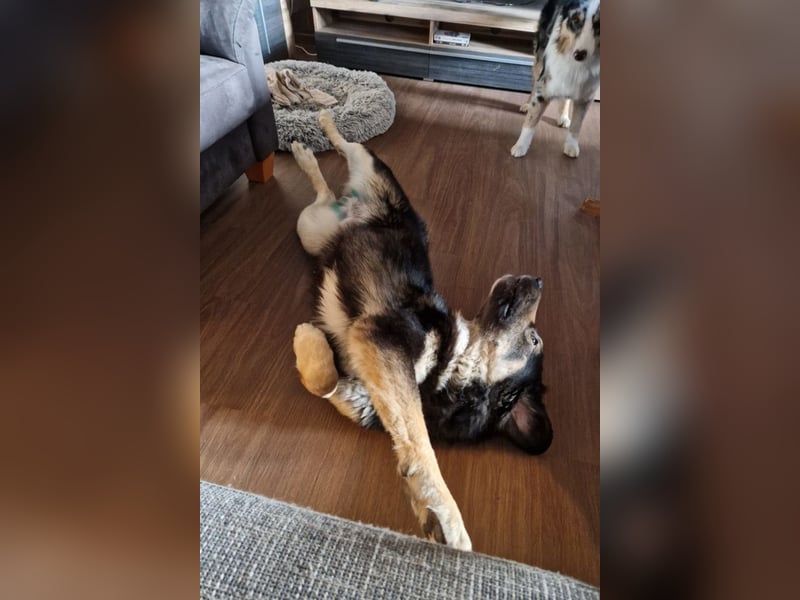 Aramis ❤️ wartet in 50169 Kerpen auf dich