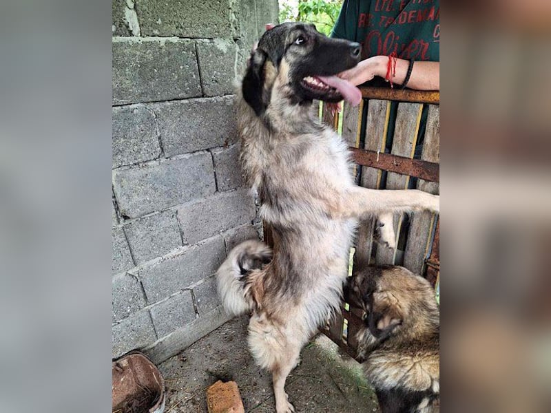 Schenkst du Buster ein tolles Zuhause?