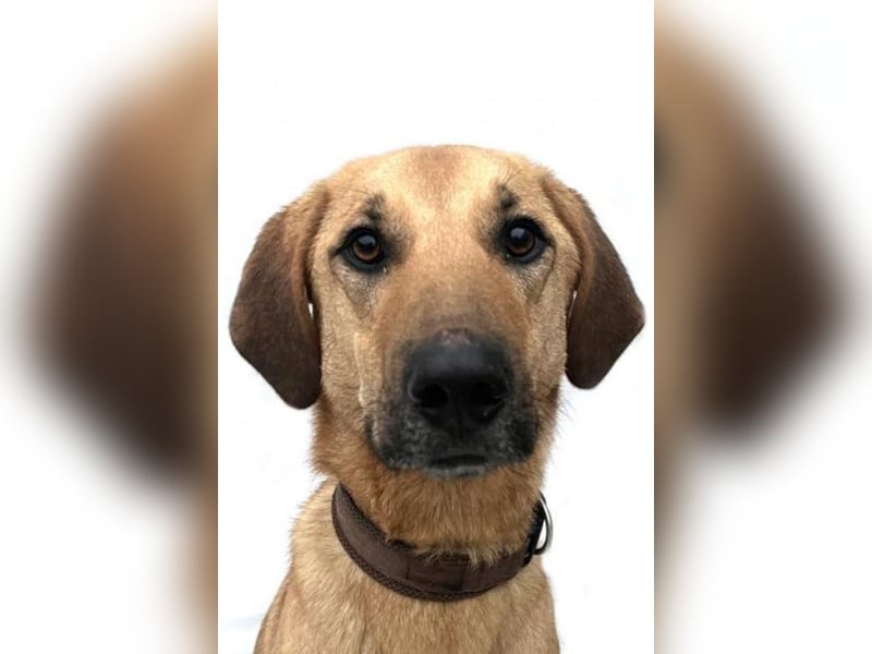 Moose ❤️ toller, selbstbewusster junger Rüde