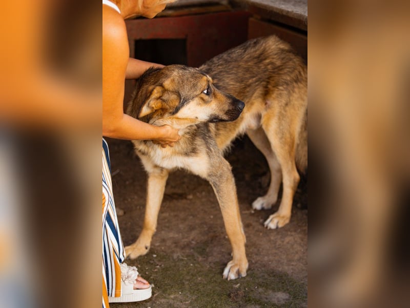 Mix-Rüde Marco - ein toller Familienhund; ein Herz von Hund