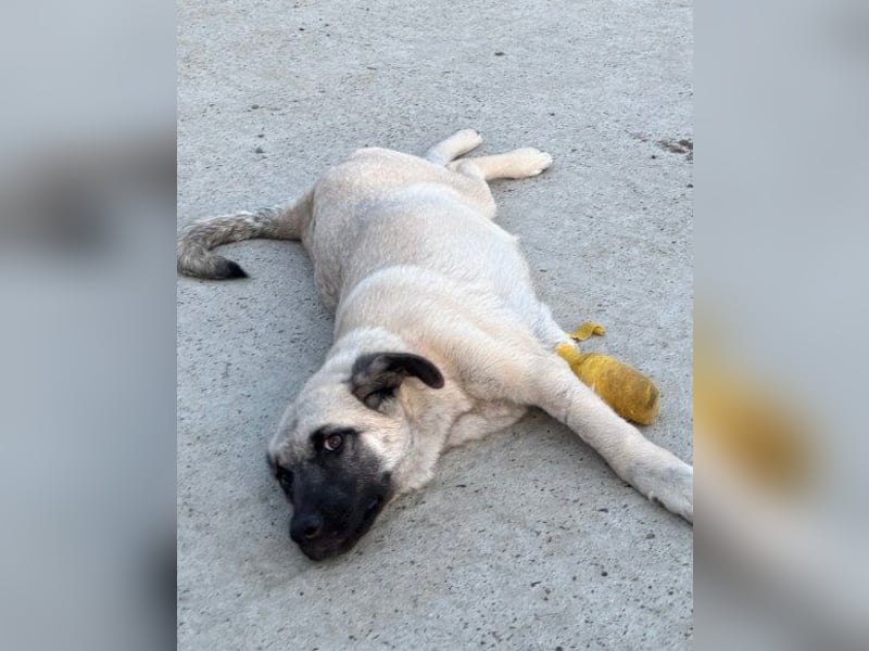 HSH-Mix LULU❤️ lebensfrohes Hundemädchen sucht dringend ein liebevolles Zuhause!