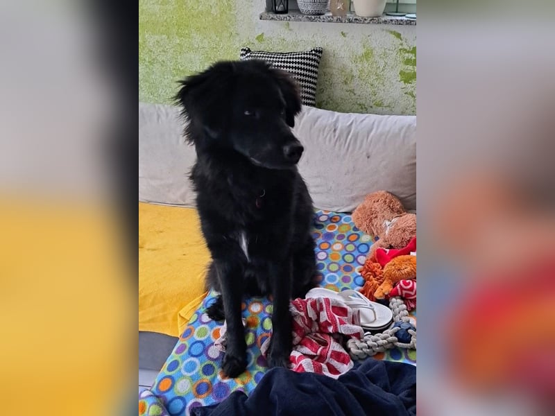 JUNAK❤️bezaubernder Wuschelkopf wartet schon in 71563 Affalterbach