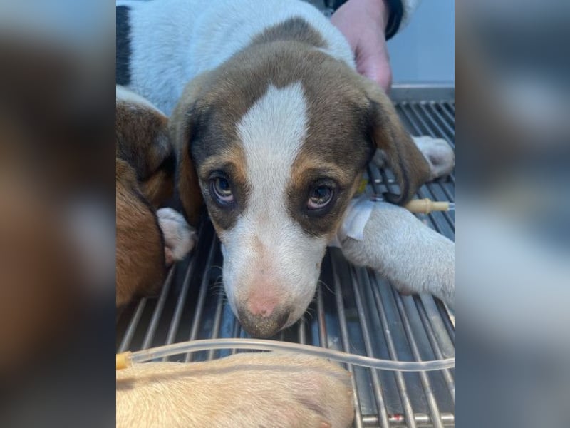 Nala ❤️ aktiver, so verschmuster HSH-Mix