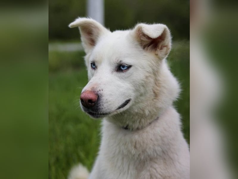 Schöne Smilla ❤️ klug, offen, lebhaft Schöne Smilla ❤️ klug, offen, lebhaft