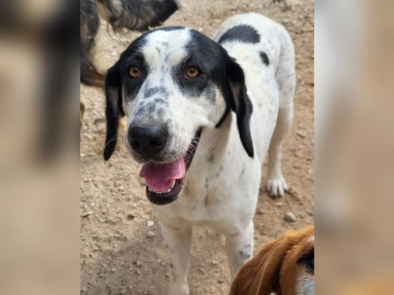 Ananda ❤️ liebe, treue Fellfreundin fürs Leben