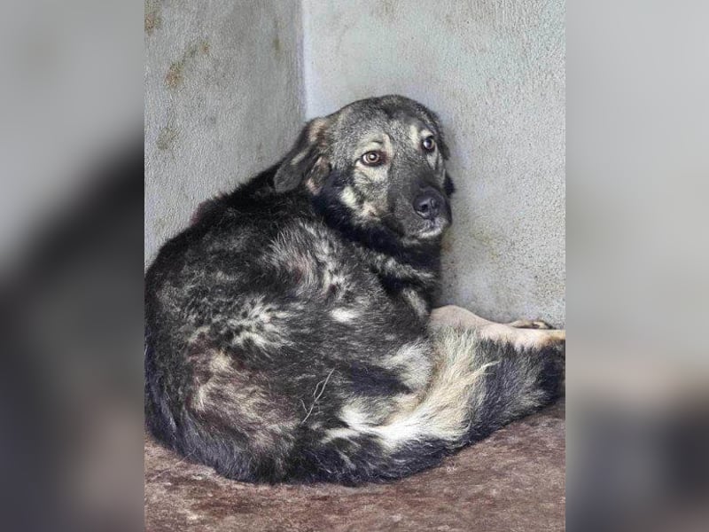 Zauberhafter Zorro- darf er einziehen?❤