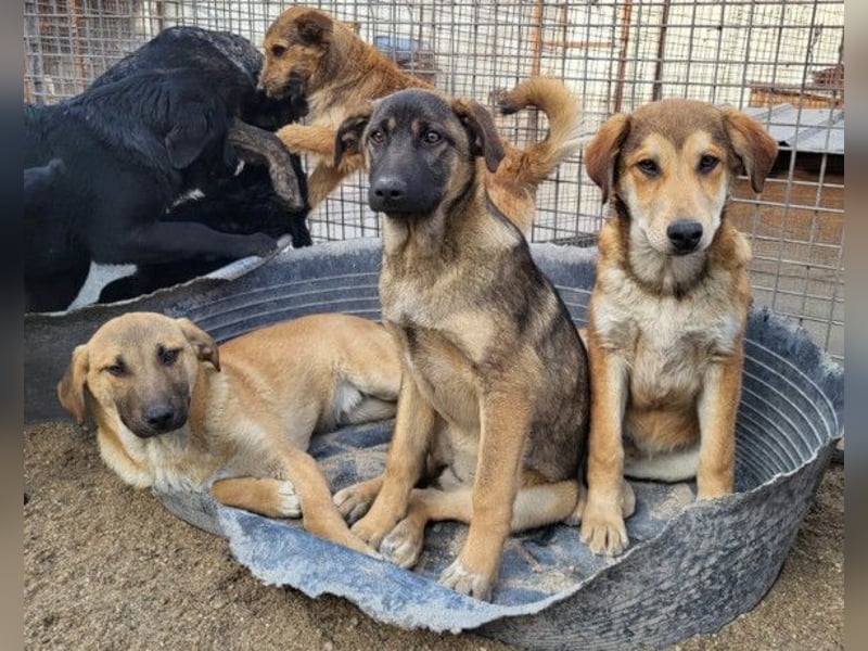 SCHLAUBI❤️smarter, kluger und entzückender Fellnasen-Fratz!