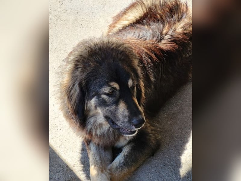 Aramis ❤️ liebevoll aufgeweckter Jungrüde Aramis ❤️ liebevoll aufgeweckter Jungrüde