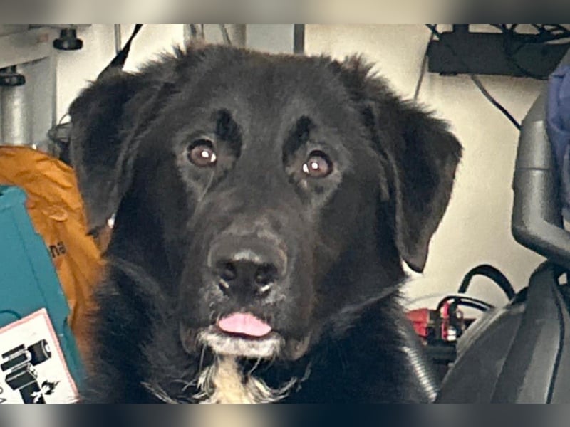 Cosmo - junger charmanter Schäfi-Mix-Bub wartet bereis in 55116 Mainz